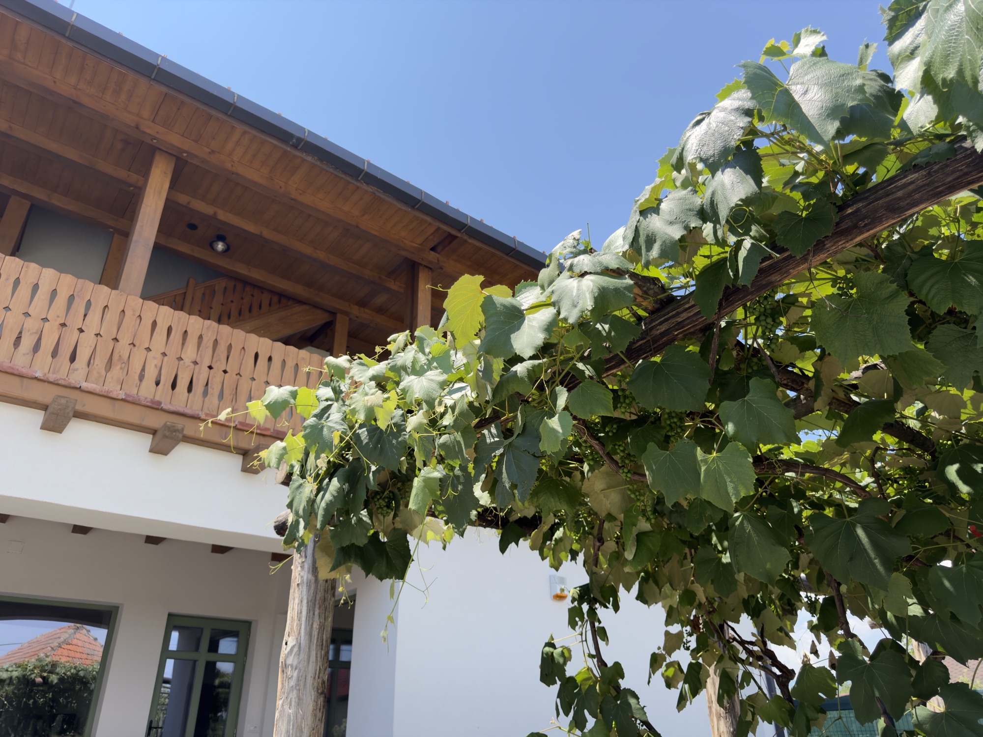 Pergola cu viță de vie a pensiunii Acasă la Brâncuș